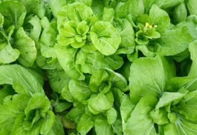 農(nóng)業(yè)部等三部門：開(kāi)展植保無(wú)人飛機(jī)應(yīng)用試點(diǎn)工作